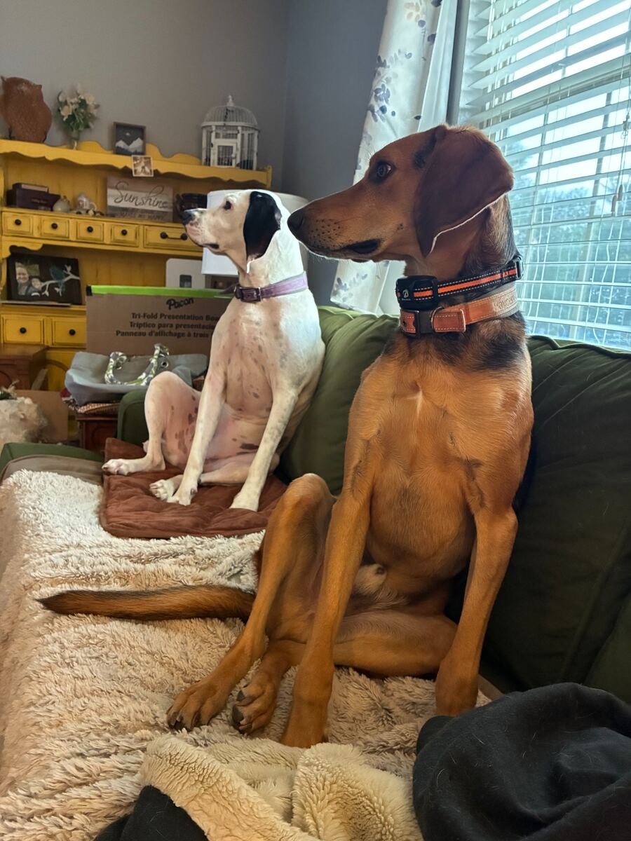 Beam Burn's four-legged mascots